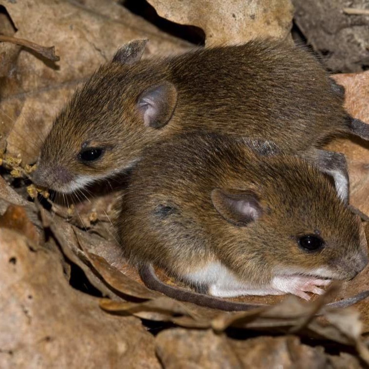 Уничтожения мышей в частном доме в Новочеркасске?