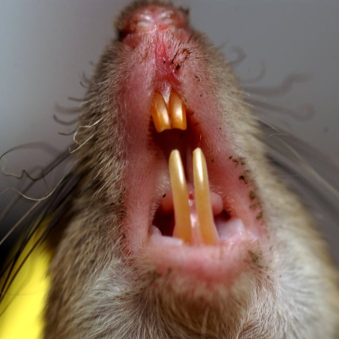 Дератизация крыс в Новочеркасске?